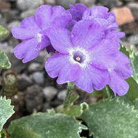 Primula marginata 'Drake's Form'